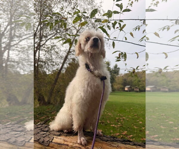 Medium Photo #3 Maltese-Unknown Mix Puppy For Sale in Germantown, OH, USA