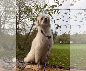 Markie - Male Maltese-Unknown Mix Dog for Adoption - Photo #3