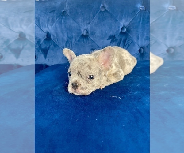 Medium Photo #52 French Bulldog Puppy For Sale in BEVERLY HILLS, CA, USA