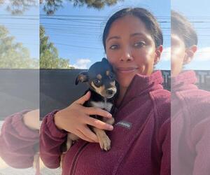 Dachshund-Unknown Mix Dogs for adoption in San Diego, CA, USA