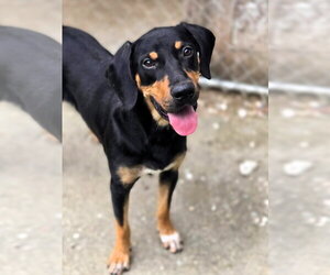Mutt Dogs for adoption in Crandall, GA, USA