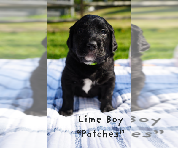 Medium Photo #13 Goldendoodle Puppy For Sale in MATTHEWS, NC, USA