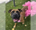 Small #1 Mastiff