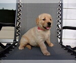 Small Photo #13 Golden Retriever Puppy For Sale in SUGARCREEK, OH, USA
