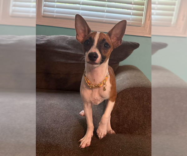 Medium Photo #1 Chihuahua-Unknown Mix Puppy For Sale in Cranston, RI, USA