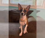 Small Chihuahua Mix