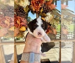 Small #9 Aussiedoodle Miniature 