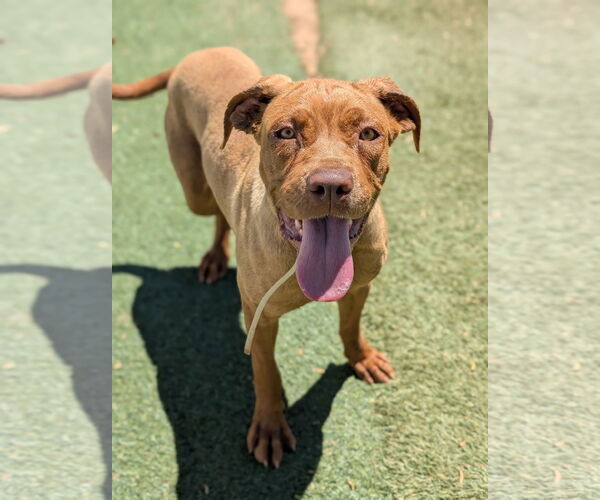 Medium Photo #2 Mastador Puppy For Sale in Marina Del Rey, CA, USA