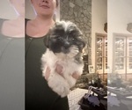 Puppy Puppy 1 Mal-Shi