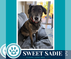 Beagle-Plott Hound Mix Dogs for adoption in Kimberton, PA, USA