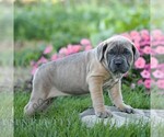 Nala - Female Cane Corso Puppy for Sale - Photo #3