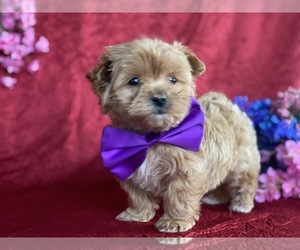 Coton de Tulear-Poodle (Toy) Mix Puppy for sale in LANCASTER, PA, USA