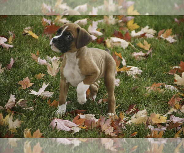 Medium Photo #6 Boxer Puppy For Sale in SHIPSHEWANA, IN, USA