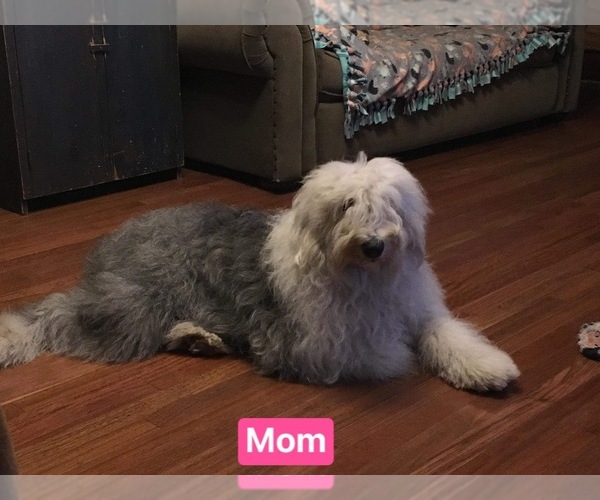Medium Photo #1 Old English Sheepdog Puppy For Sale in HAYFIELD, MN, USA