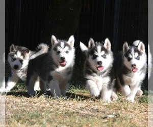 Medium Siberian Husky