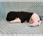 Small Photo #14 Poodle (Standard) Puppy For Sale in CLAYTON, WA, USA