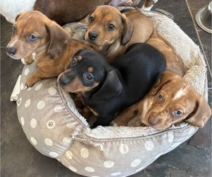 Dachshund Puppy for Sale in WILLIAMSBURG, Virginia USA