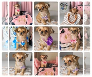 Chihuahua Puppy for sale in QUEENS, NY, USA