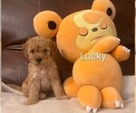 Puppy Puppy 5 Lucky Poodle (Miniature)