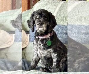 Cocker Spaniel Dogs for adoption in St. Louis Park, MN, USA