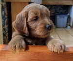 Small Photo #9 Goldendoodle Puppy For Sale in CASTRO VALLEY, CA, USA