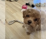 Small #1 Maltipoo (Miniature)