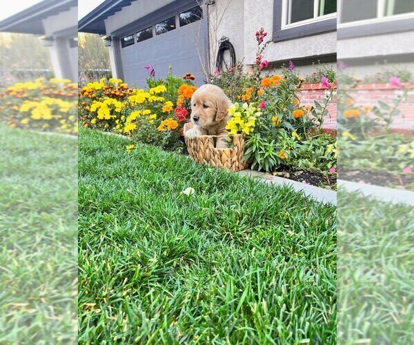 Full screen Photo #2 Golden Retriever Puppy For Sale in LA HABRA, CA, USA