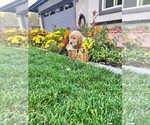 Small Photo #2 Golden Retriever Puppy For Sale in LA HABRA, CA, USA