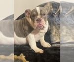 Small Photo #2 English Bulldog Puppy For Sale in BOSTON, MA, USA
