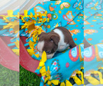 Small Photo #5 Boston Terrier Puppy For Sale in AUBURNDALE, WI, USA