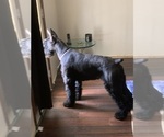 Small #36 Schnauzer (Giant)