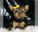 Puppy Lil Dude Yorkshire Terrier