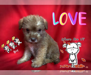 Morkie-Yorkshire Terrier Mix Puppy for sale in SAN FRANCISCO, CA, USA
