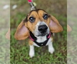 Small Photo #2 Beagle Puppy For Sale in Dunnellon, FL, USA