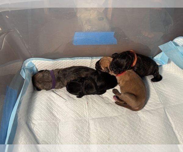 Medium Photo #27 Cane Corso Puppy For Sale in CASTRO VALLEY, CA, USA