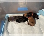 Small Photo #27 Cane Corso Puppy For Sale in CASTRO VALLEY, CA, USA