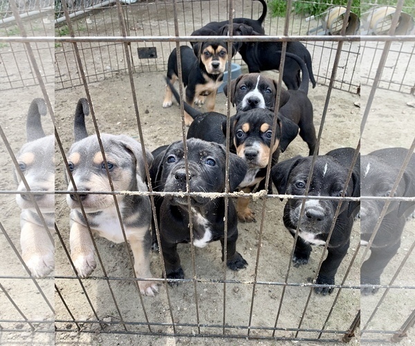 Medium Photo #1 Bluetick Coonhound-Bullmastiff Mix Puppy For Sale in PASO ROBLES, CA, USA