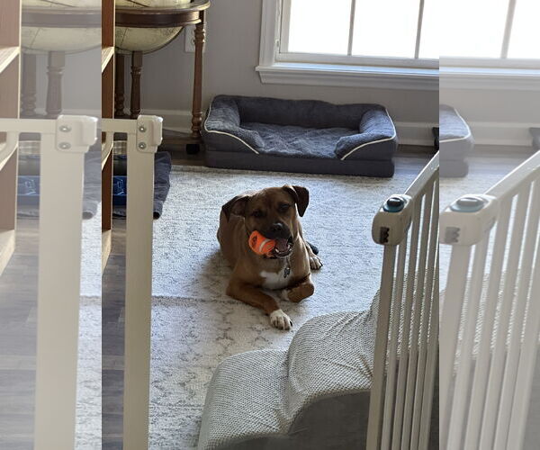 Medium Photo #12 Boxer-Unknown Mix Puppy For Sale in Holly Springs, NC, USA