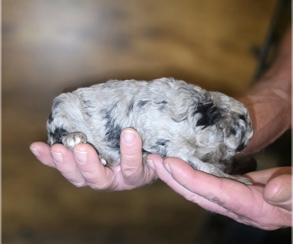 Medium Photo #13 Poodle (Toy) Puppy For Sale in DYERSBURG, TN, USA