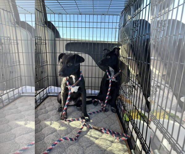 Medium Photo #5 Labrador Retriever-Unknown Mix Puppy For Sale in San Diego, CA, USA