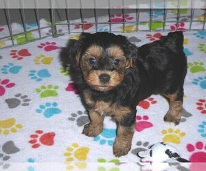 YorkiePoo Puppy for sale in ORO VALLEY, AZ, USA