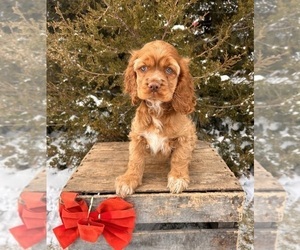 Cocker Spaniel Puppy for Sale in MIDDLEBURY, Indiana USA