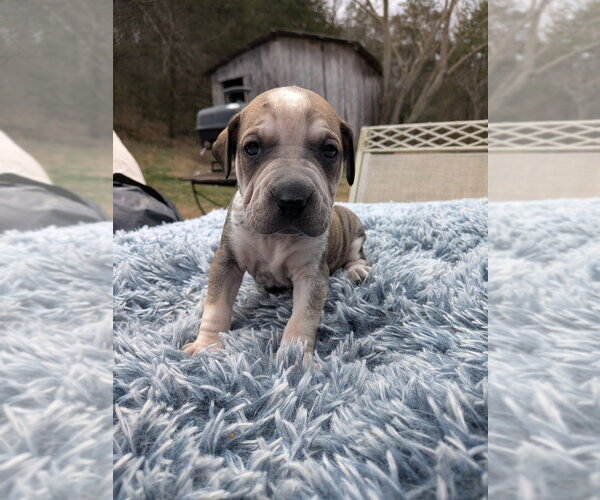 Medium Photo #3 Mutt Puppy For Sale in Vail, AZ, USA