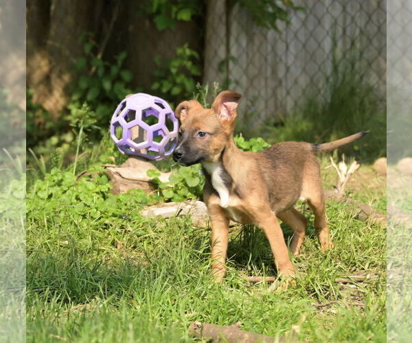 Medium Photo #4 German Shepherd Dog-Unknown Mix Puppy For Sale in SHERBURNE, NY, USA