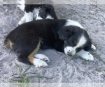 Small Photo #6 Australian Shepherd Puppy For Sale in ARCADIA, FL, USA