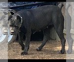 Small Photo #1 Cane Corso Puppy For Sale in DURHAM, NC, USA