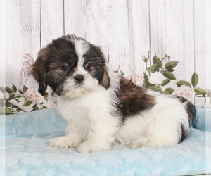 Shih Tzu Puppy for sale in PENNS CREEK, PA, USA