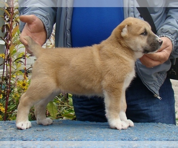 Medium Photo #8 Central Asian Shepherd Dog Puppy For Sale in LINCOLN, CA, USA