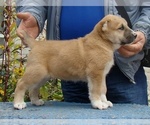 Small Photo #8 Central Asian Shepherd Dog Puppy For Sale in LINCOLN, CA, USA