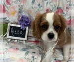 Small #3 Cavalier King Charles Spaniel